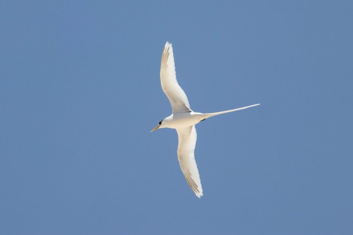 White-tailed Tropicbird - ML646431579