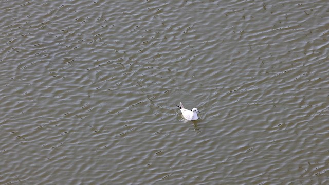 Bonaparte's Gull - ML646431580
