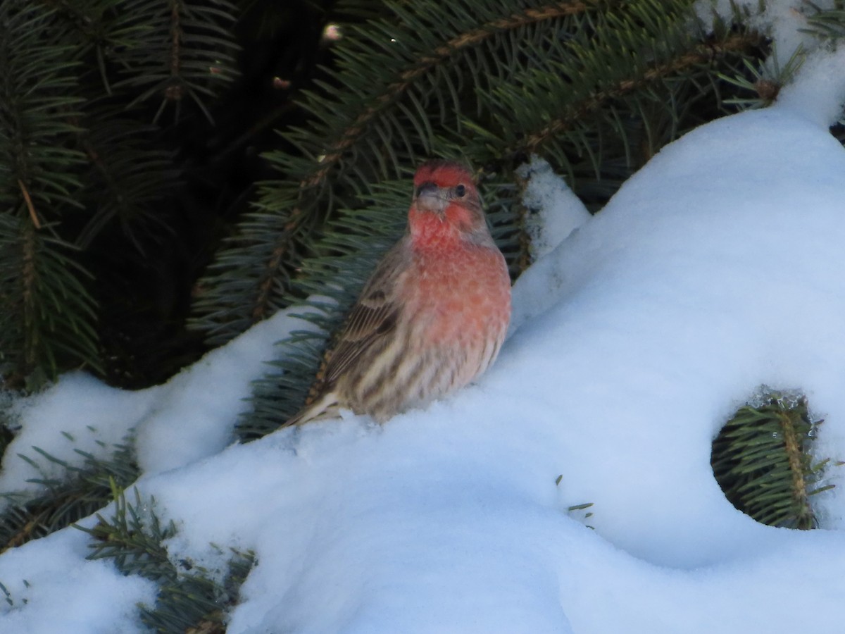 House Finch - ML646431581