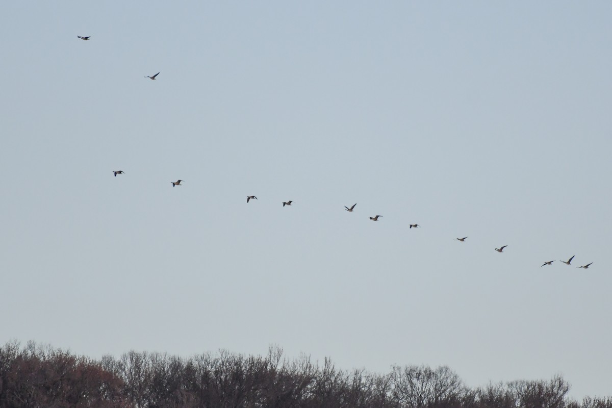 Barnacla Canadiense Grande - ML646431582