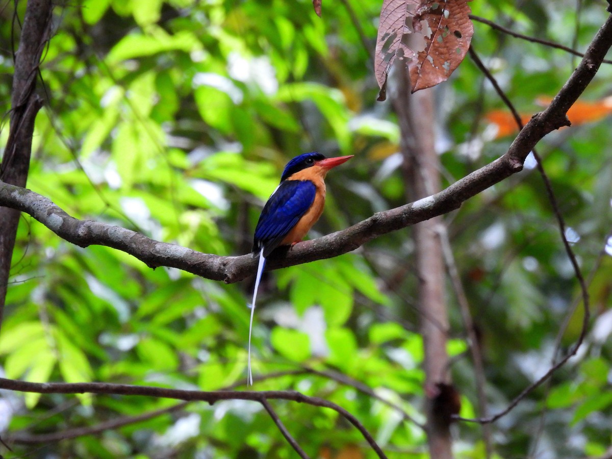 Buff-breasted Paradise-Kingfisher - ML646431583