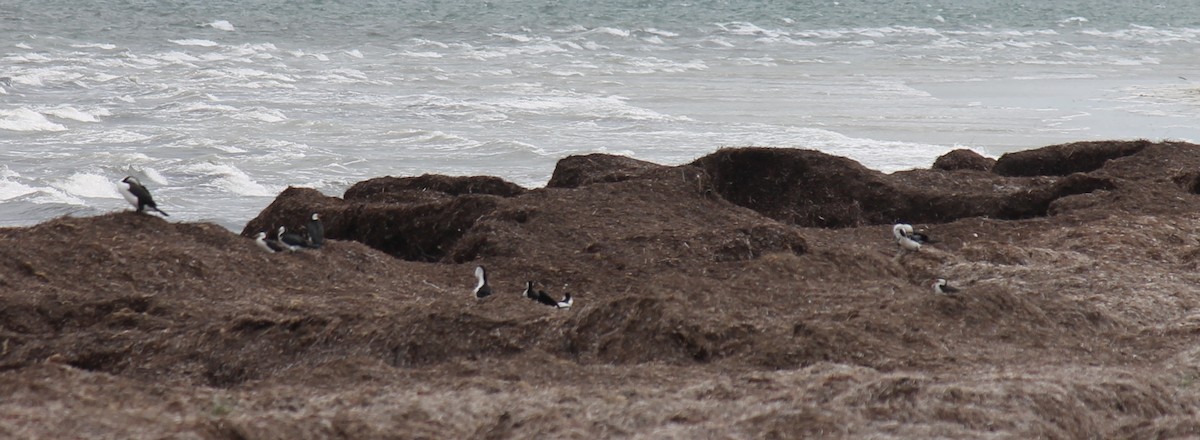 Pied Cormorant - ML646431584