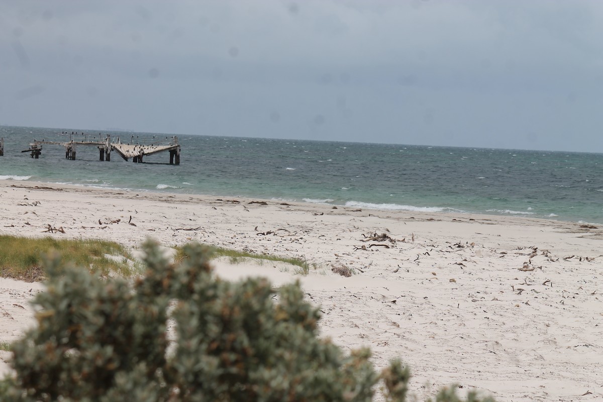 Pied Cormorant - ML646431585