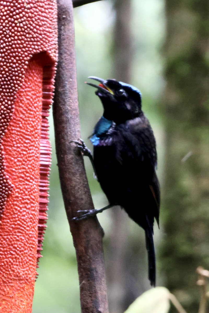 フォーヘルコップカタカケフウチョウ - ML646431590