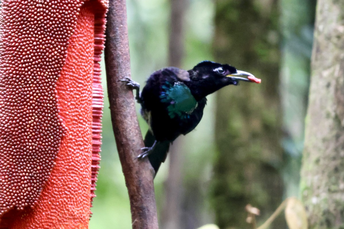 フォーヘルコップカタカケフウチョウ - ML646431591