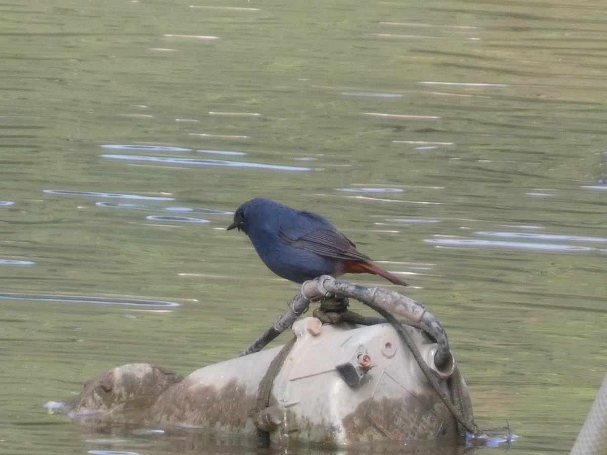 Plumbeous Redstart - ML646431593
