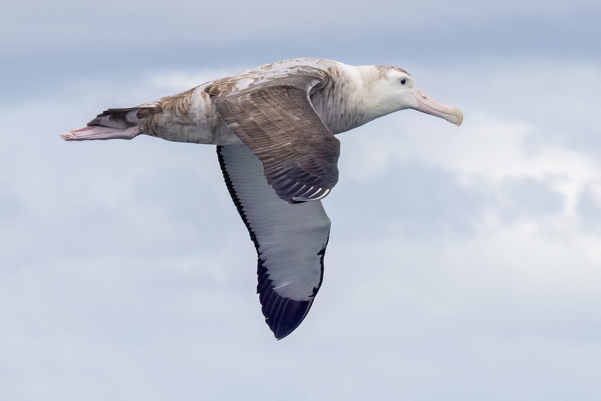 Antipodean Albatross - ML646431594