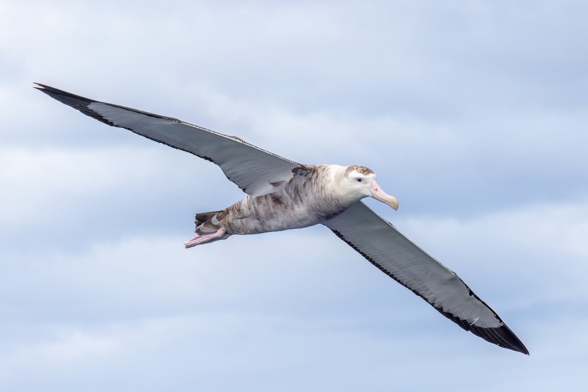 Antipodean Albatross - ML646431595