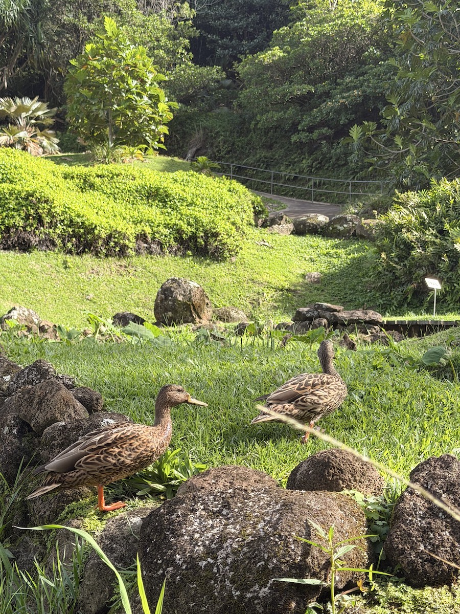 Hawaiian Duck - ML646431598