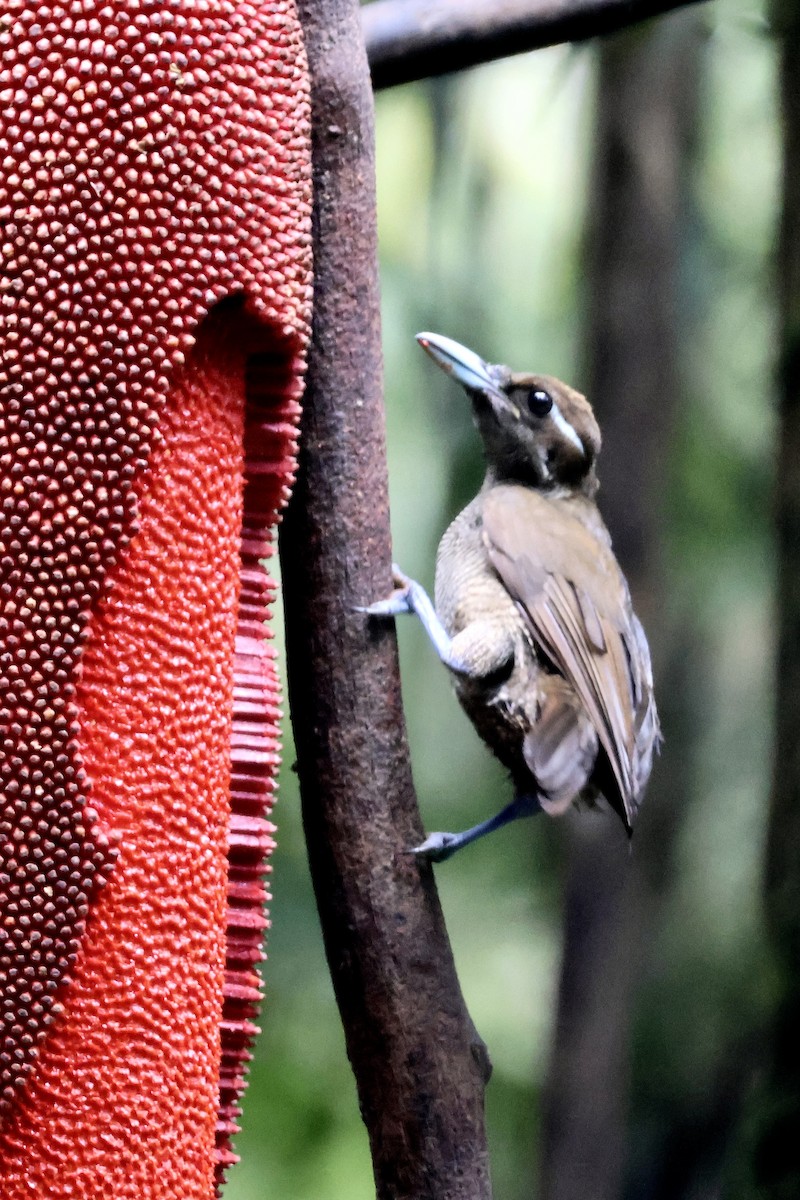 キンミノフウチョウ - ML646431606