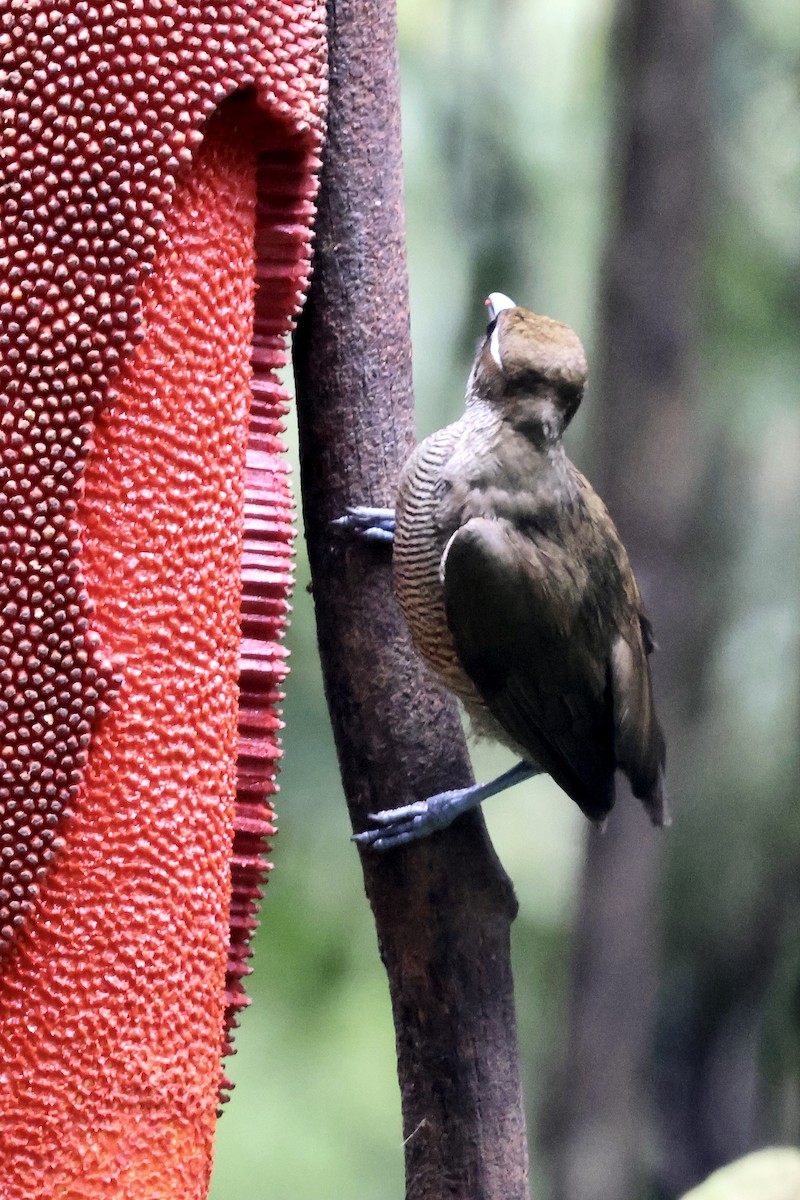キンミノフウチョウ - ML646431607