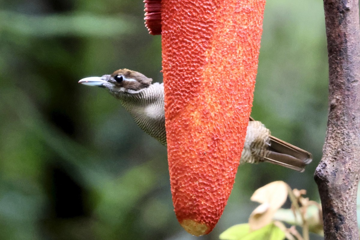 キンミノフウチョウ - ML646431608