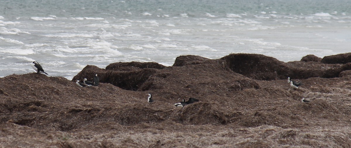 Pied Cormorant - ML646431610