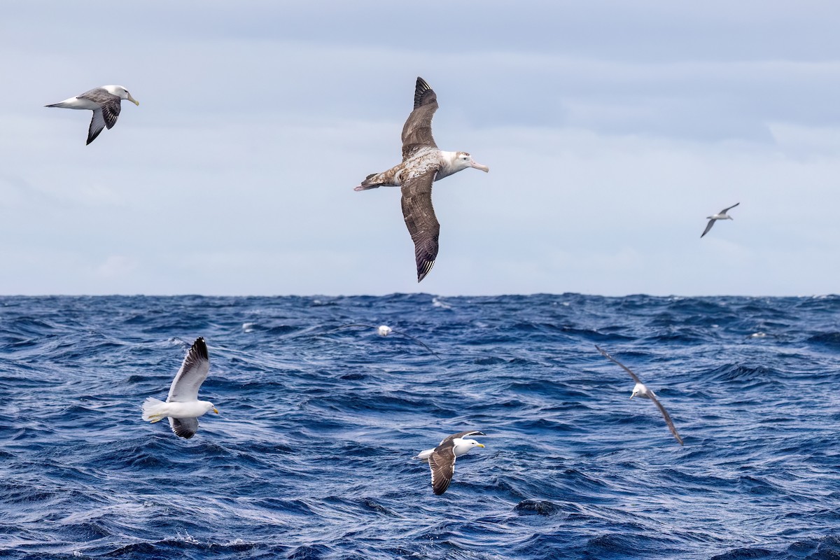 Antipodean Albatross - ML646431611