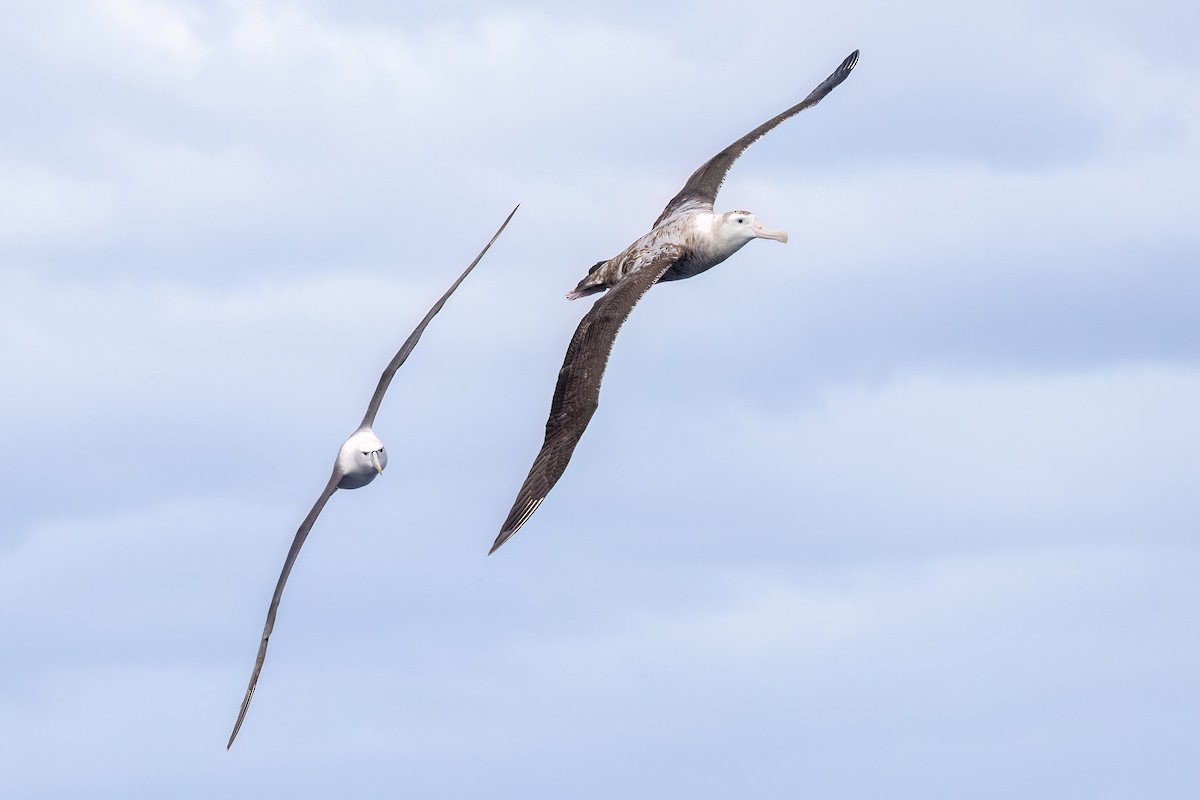 Antipodean Albatross - ML646431612