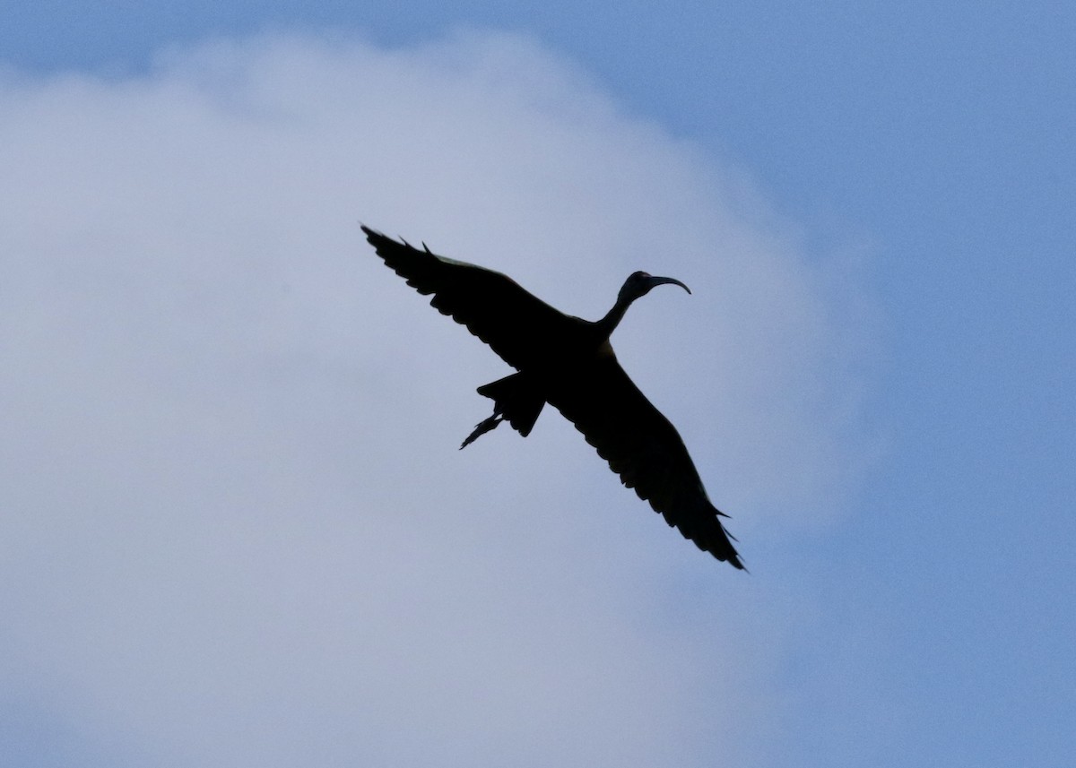 Коровайка американська - ML646431614