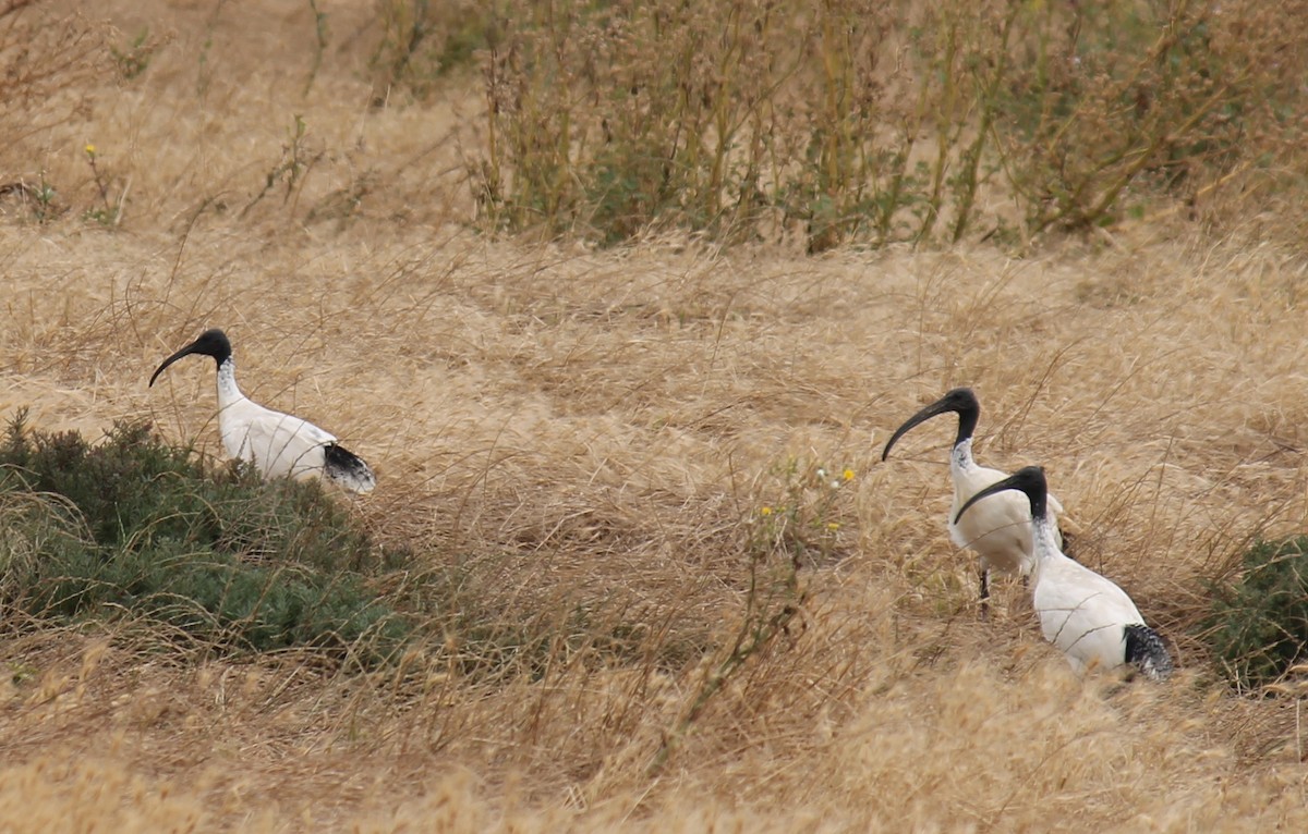 Australian Ibis - ML646431617