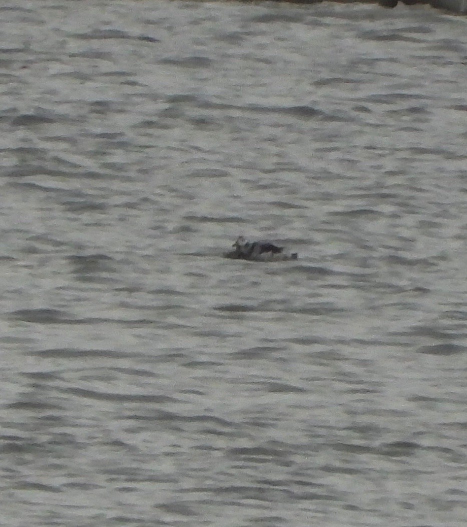 Мөнгөлөг шунгаахай - ML646431620