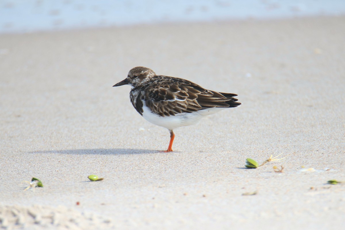 Ruddy Turnstone - ML646431621