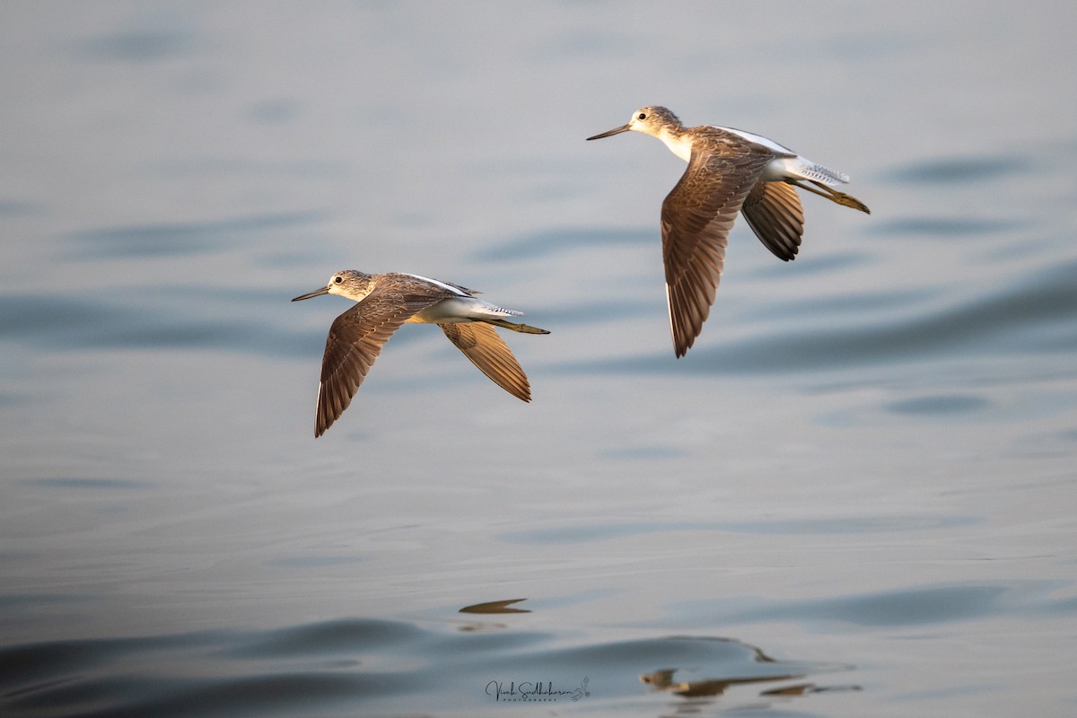 ביצנית ירוקת-רגל - ML646431622