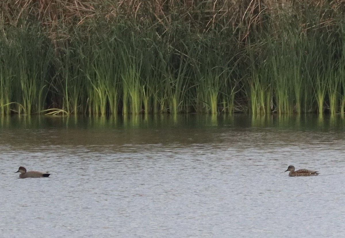 Ánade Friso - ML646431623