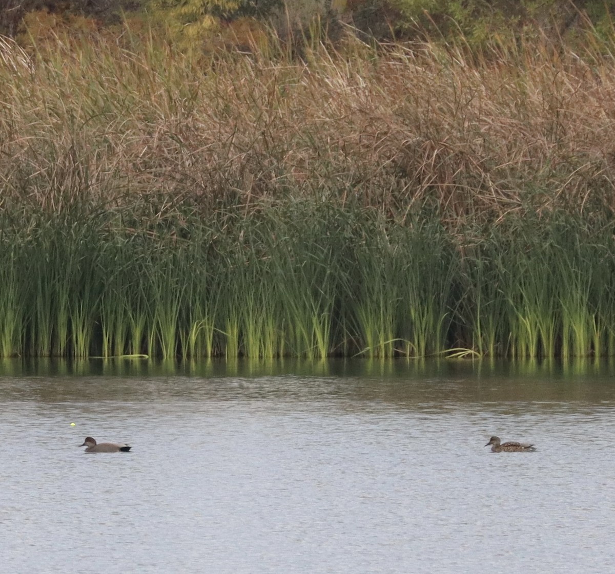 Ánade Friso - ML646431624