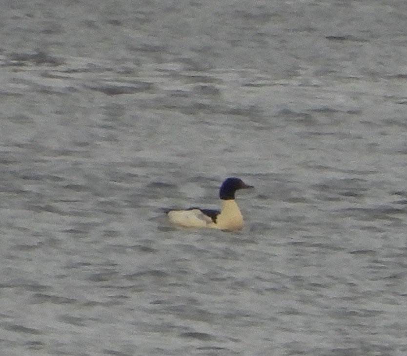 Хумхин бохио - ML646431625