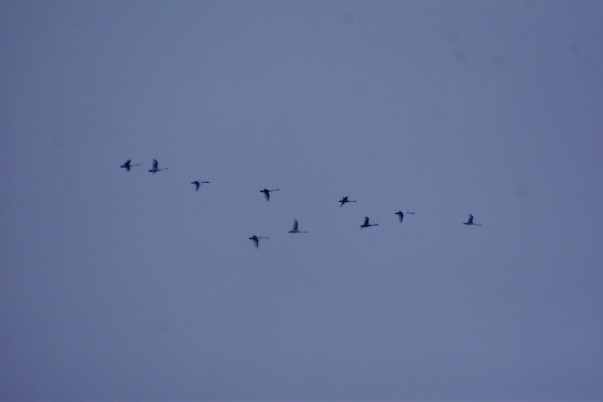 labuť malá - ML646431627