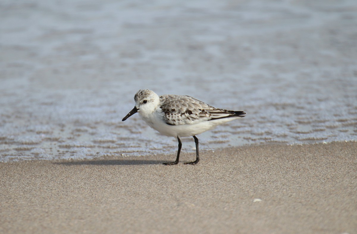 Песчанка - ML646431628