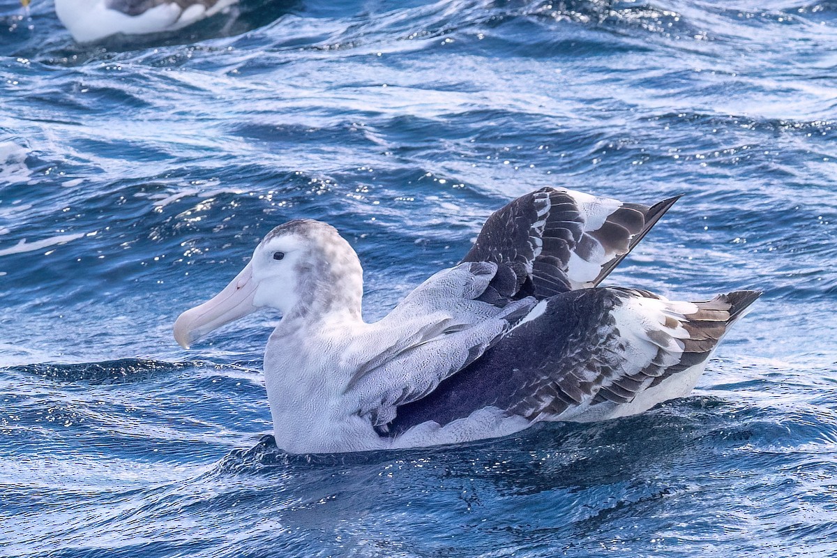 Antipodean Albatross - ML646431629