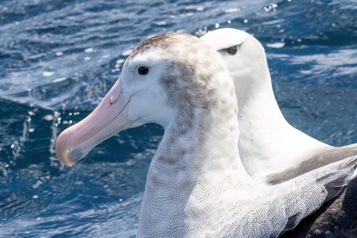 Antipodean Albatross - ML646431630