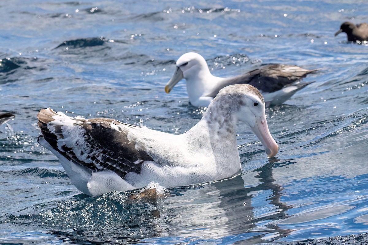 Antipodean Albatross - ML646431631