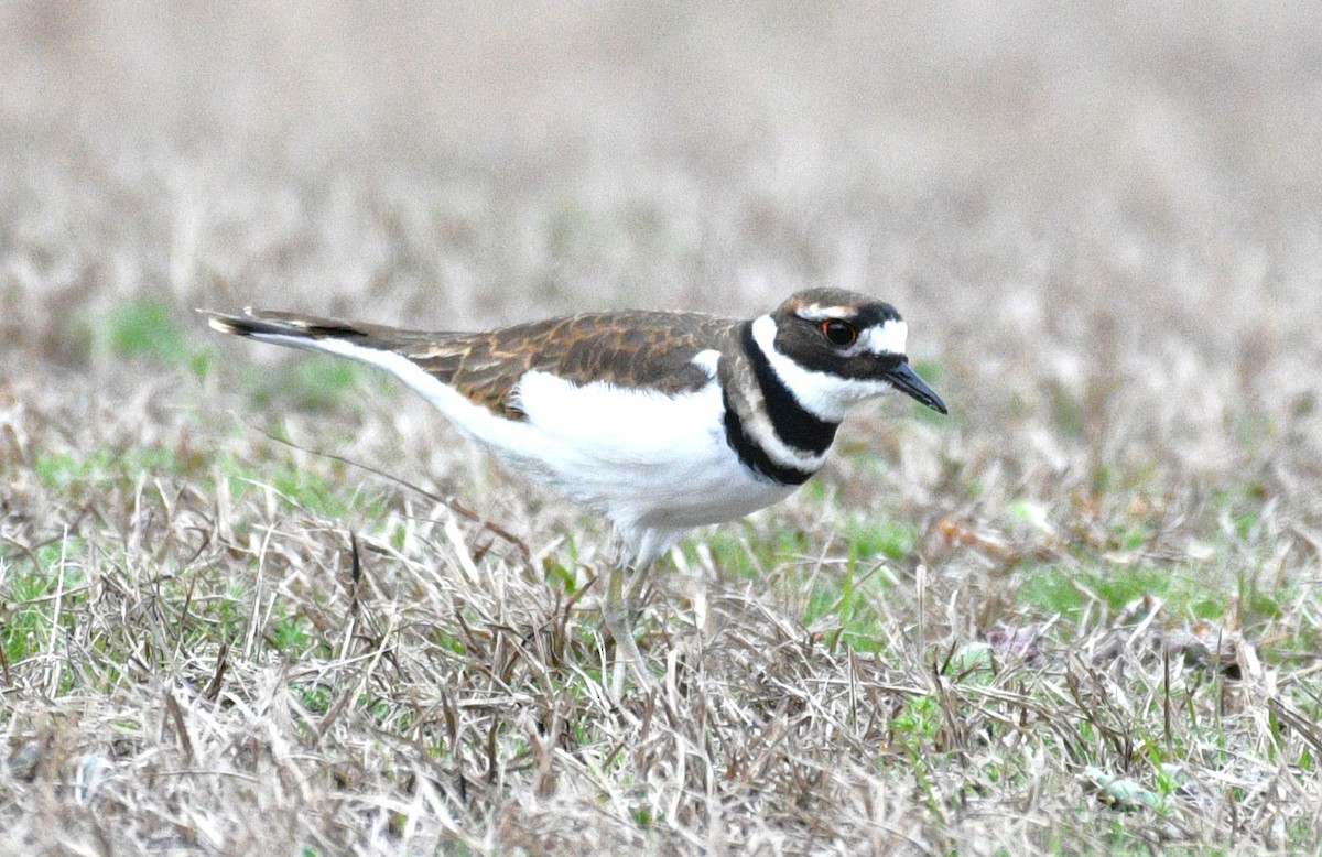 Killdeer - ML646431638