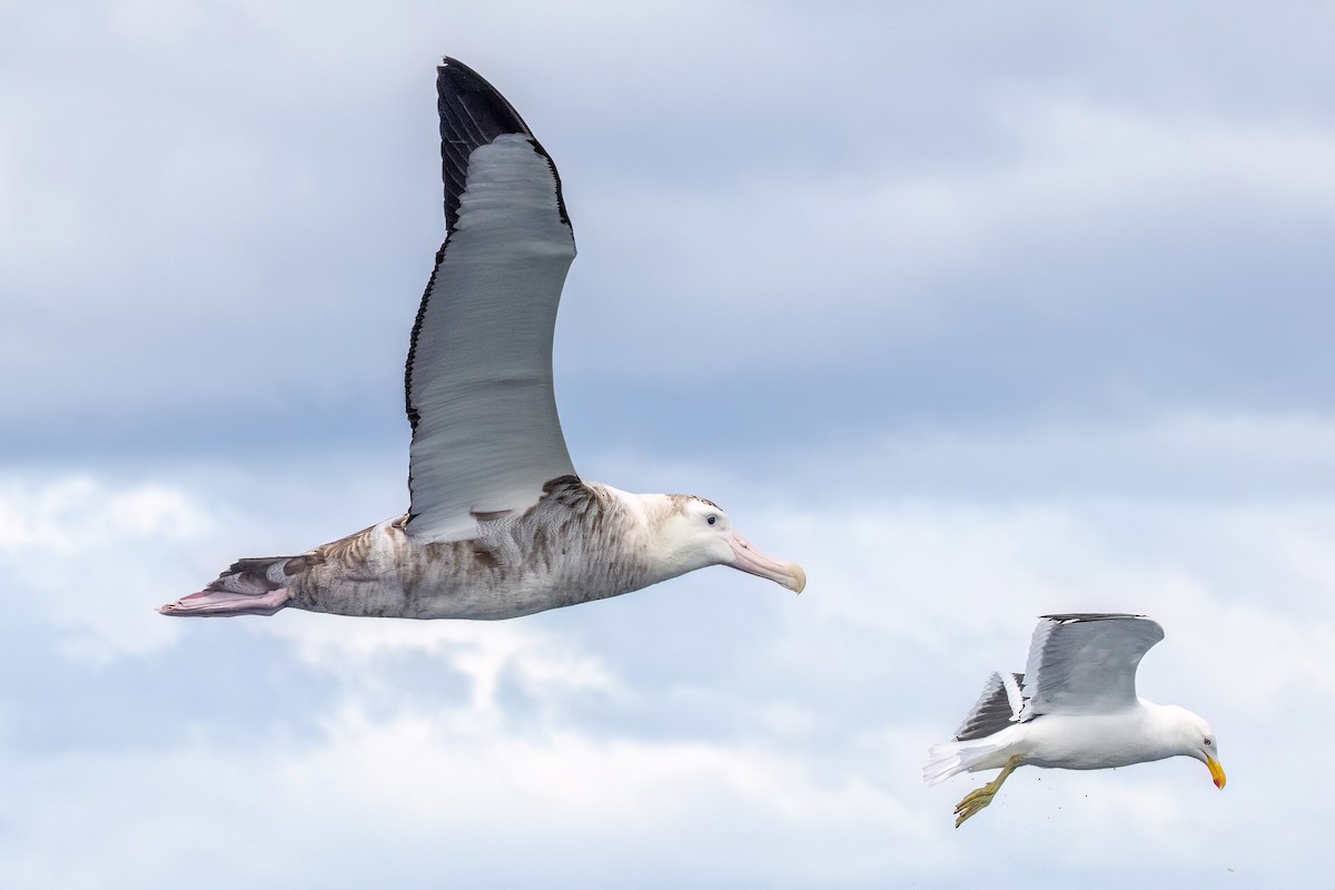 Antipodean Albatross - ML646431640