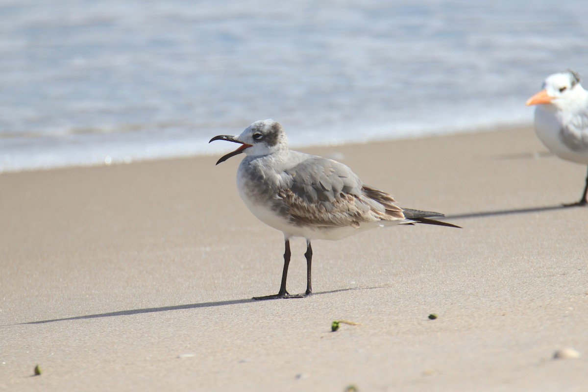 Laughing Gull - ML646431641