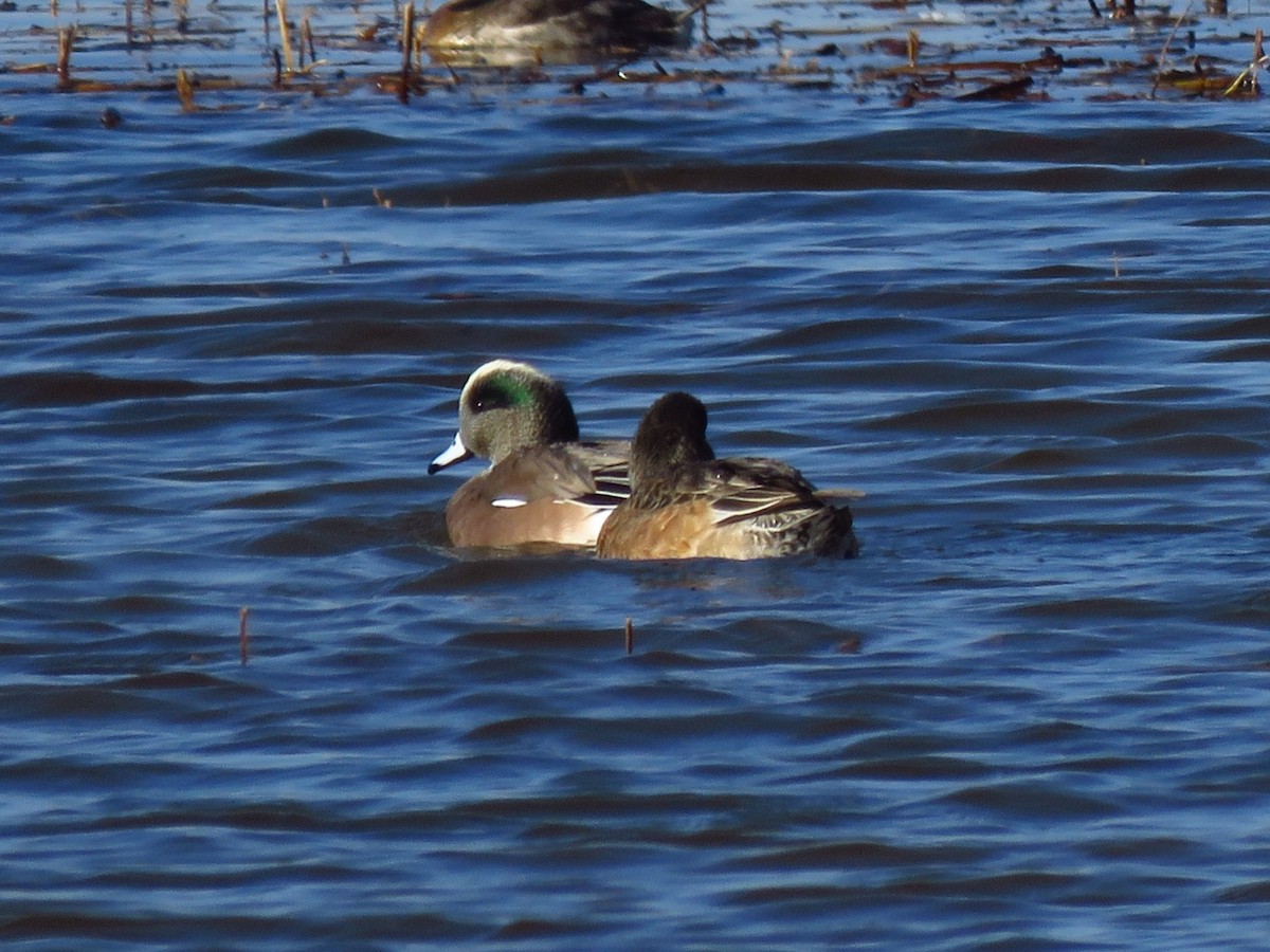 hvízdák americký - ML646431642