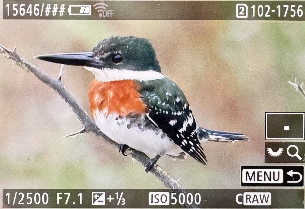 Green Kingfisher - ML646431643