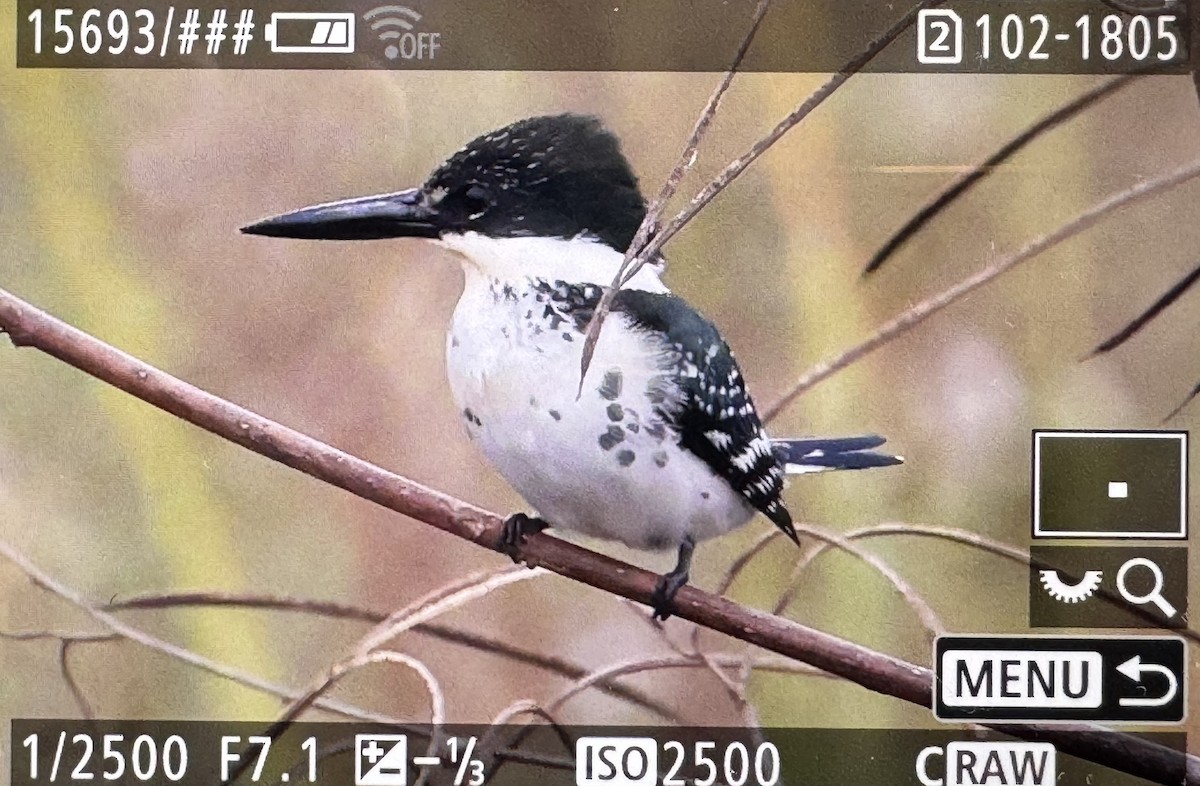 Green Kingfisher - ML646431644