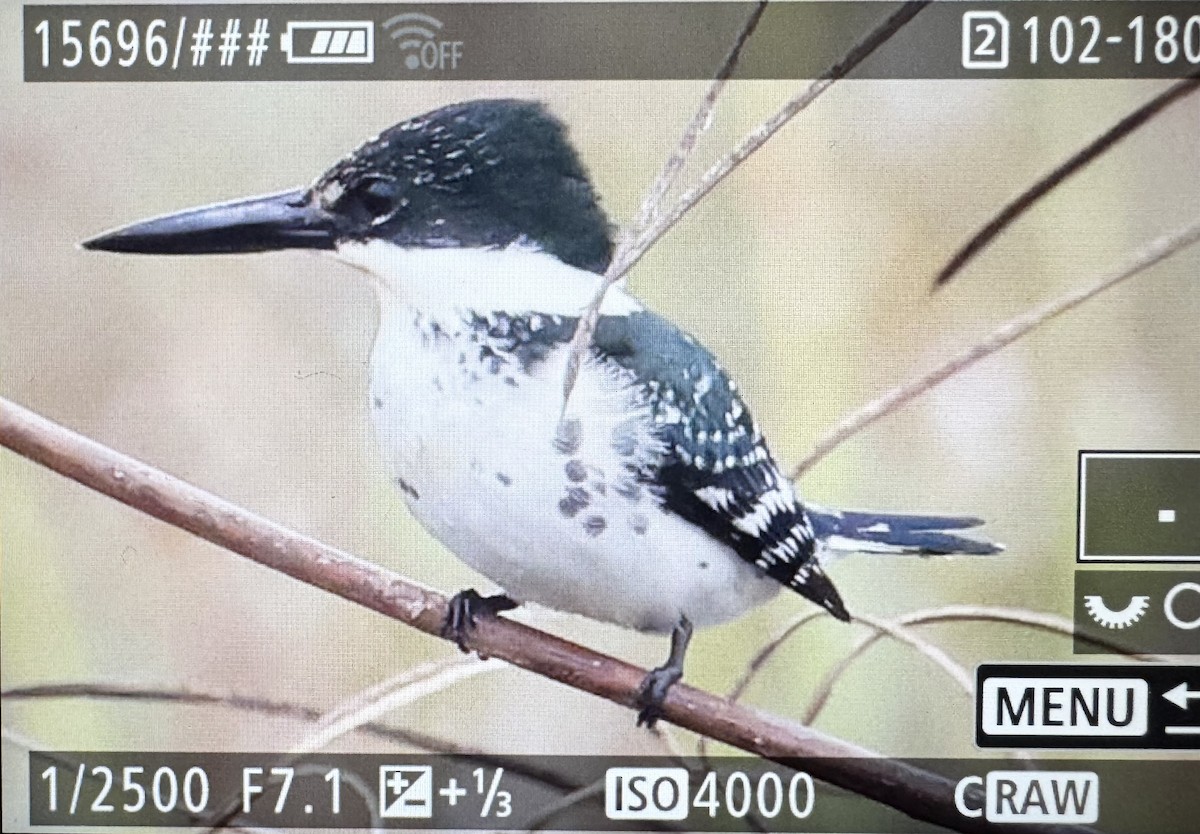 Green Kingfisher - ML646431645