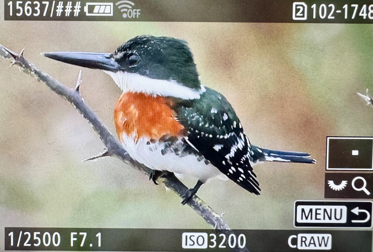 Green Kingfisher - ML646431646