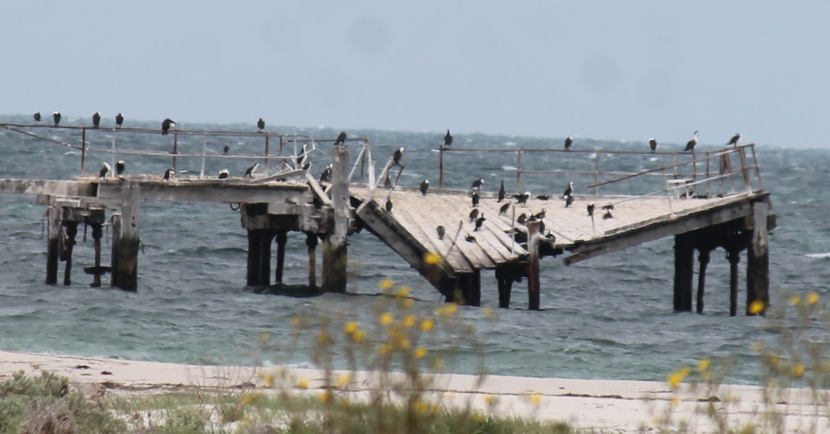 Pied Cormorant - ML646431647