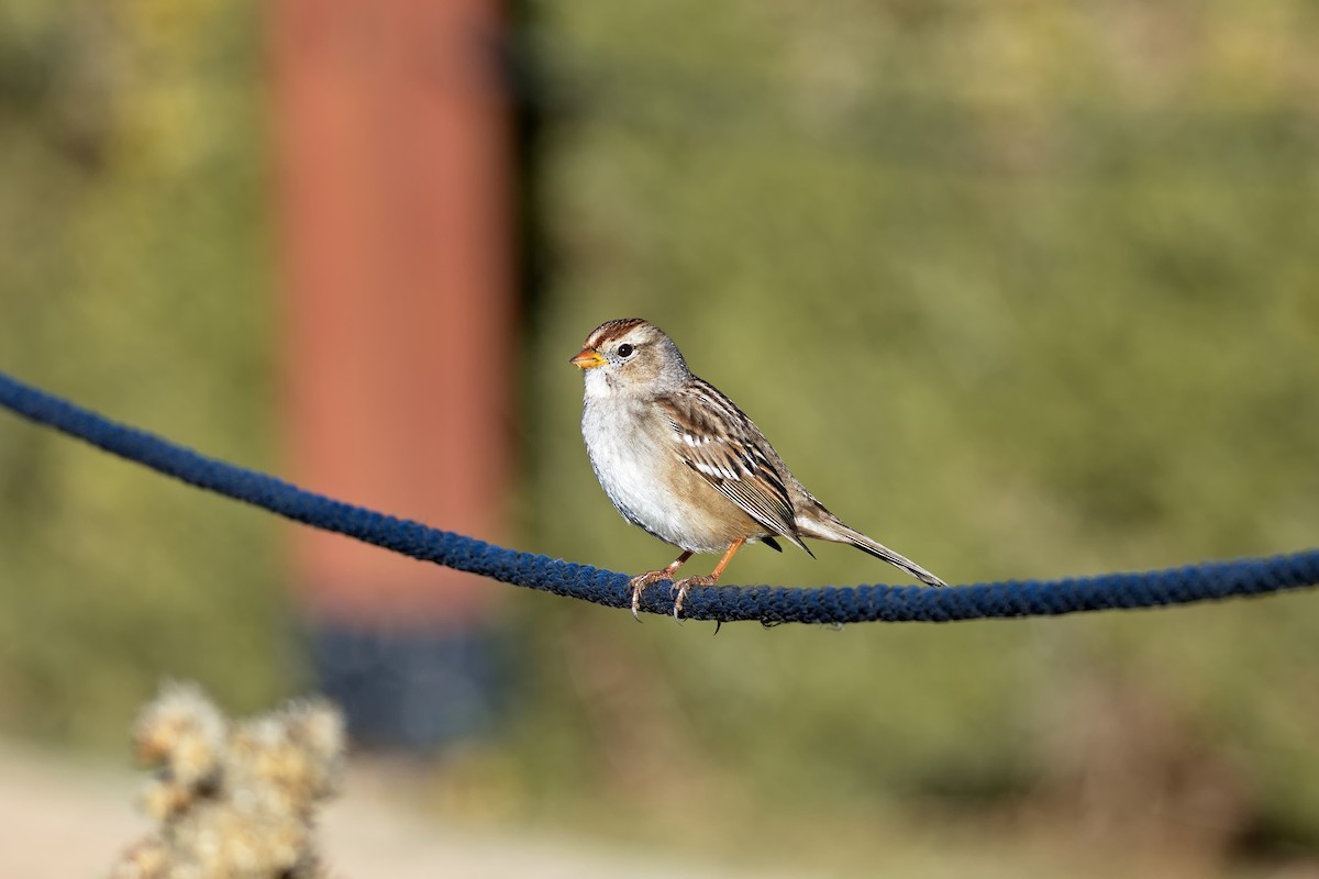 White-crowned Sparrow - ML646431649