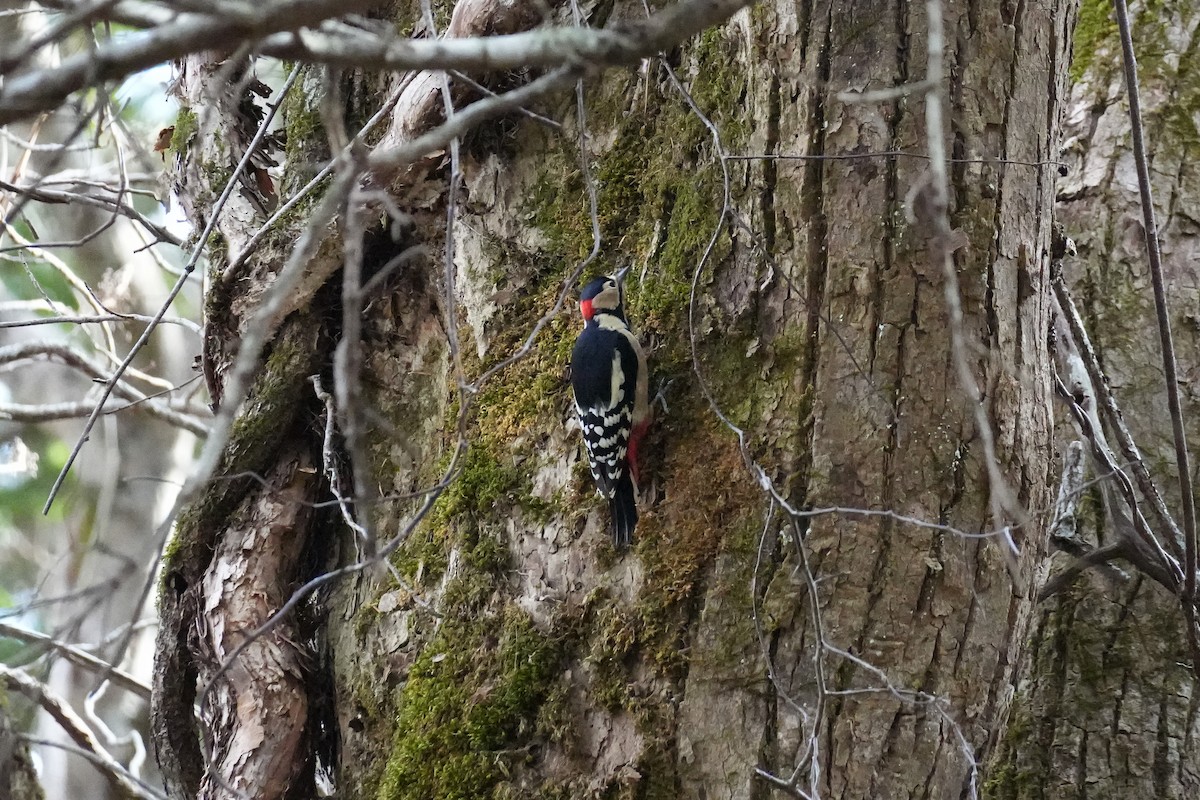 flaggspett (japonicus) - ML646431653