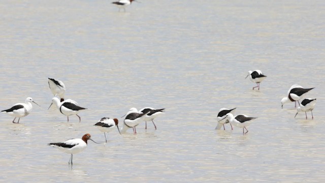 Banded Stilt - ML646431655