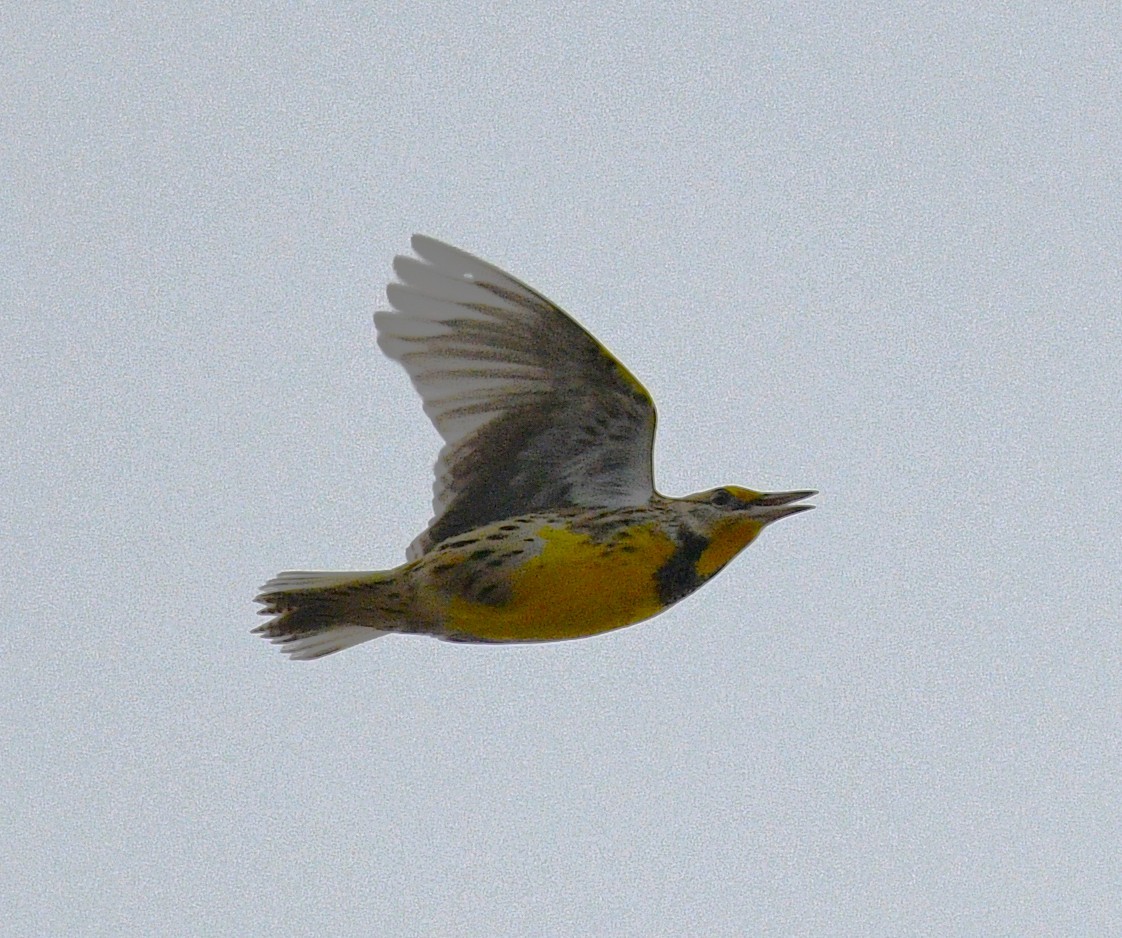 Eastern Meadowlark - ML646431656
