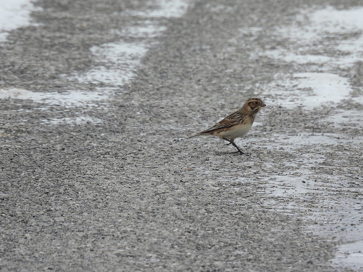 鐵爪鵐 - ML646431658