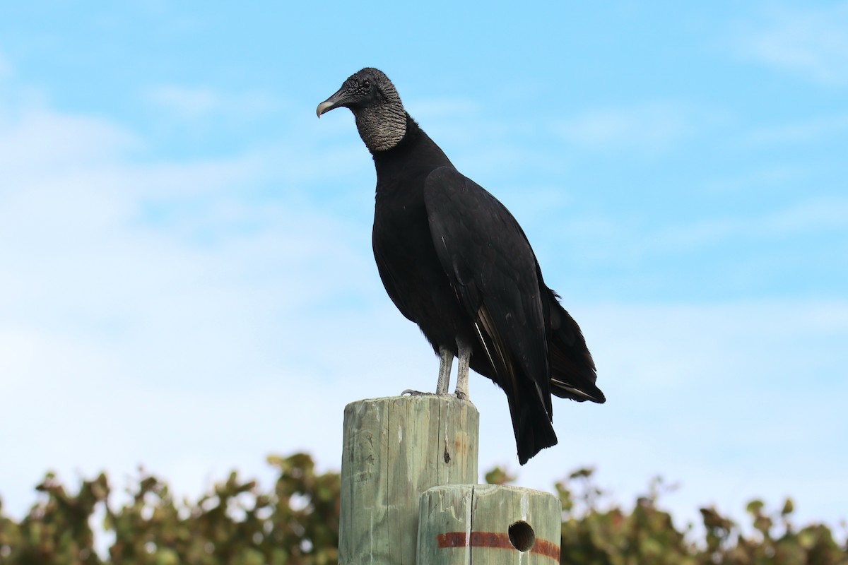 Катарта чорна - ML646431663