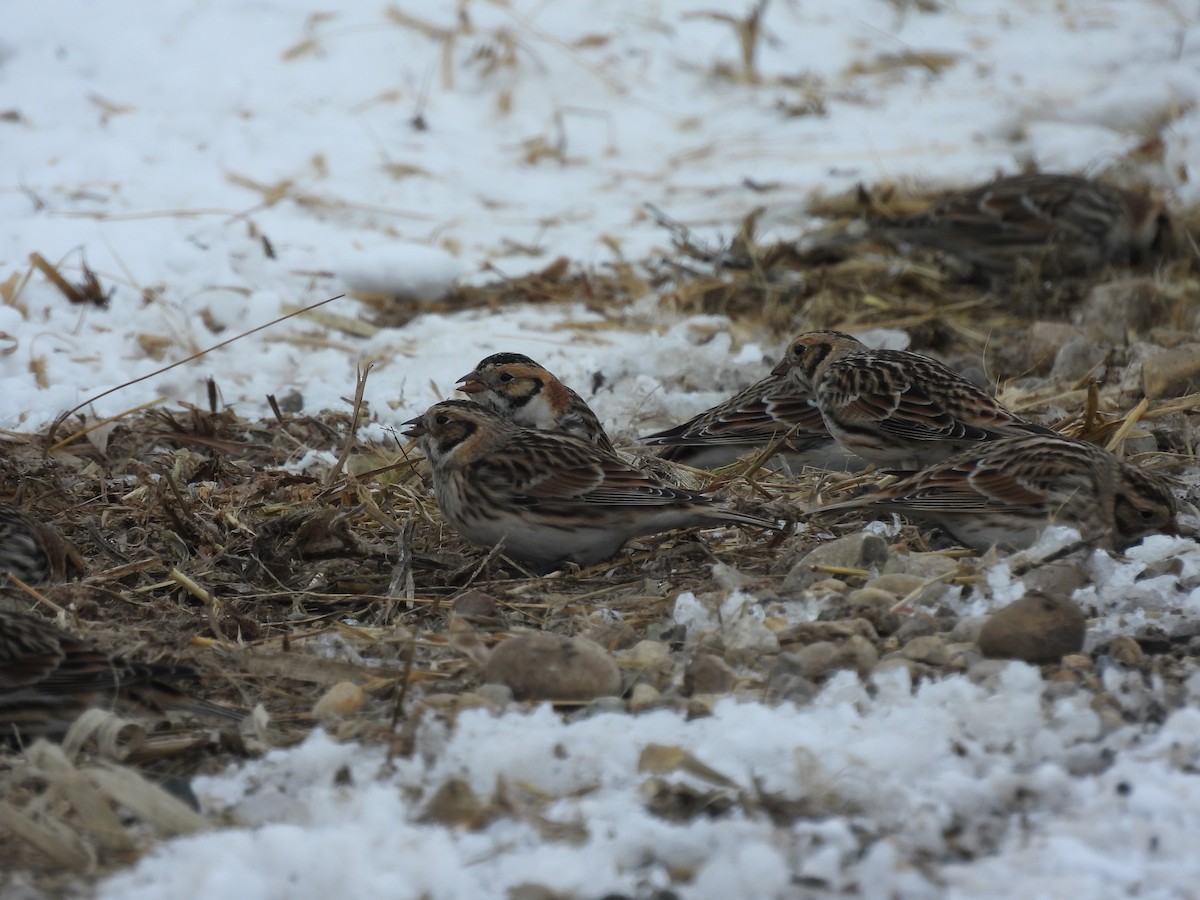 鐵爪鵐 - ML646431664