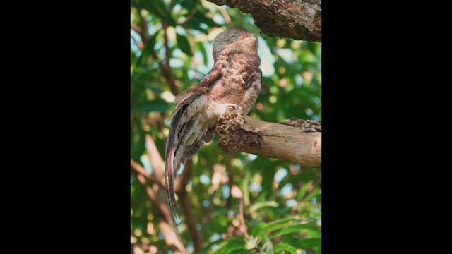 Great Potoo - ML646431669