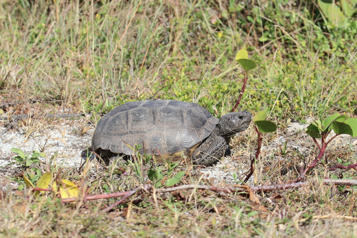 Gopher Tortoise - ML646431671